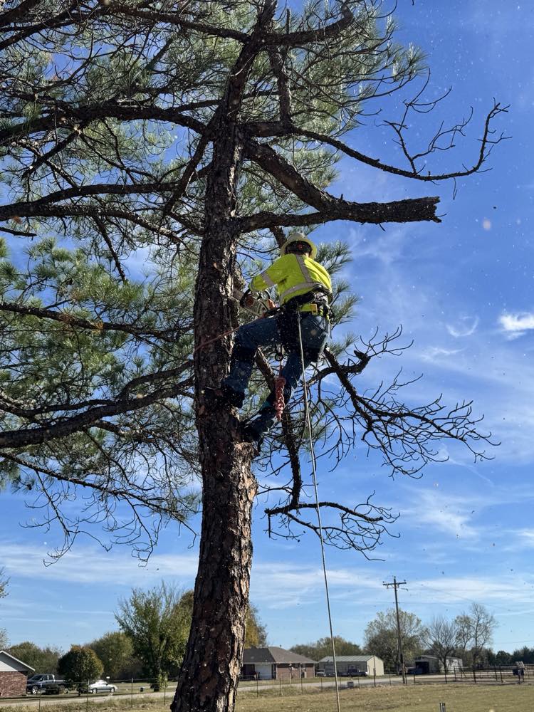 Climber high up a tall pine with a chainsaw